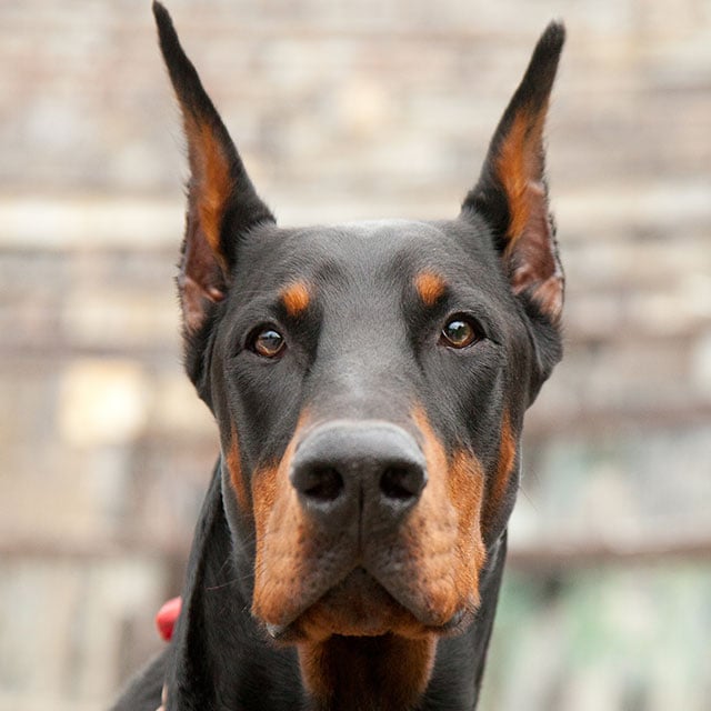 Nomes de deuses e mitologias para Dobermans