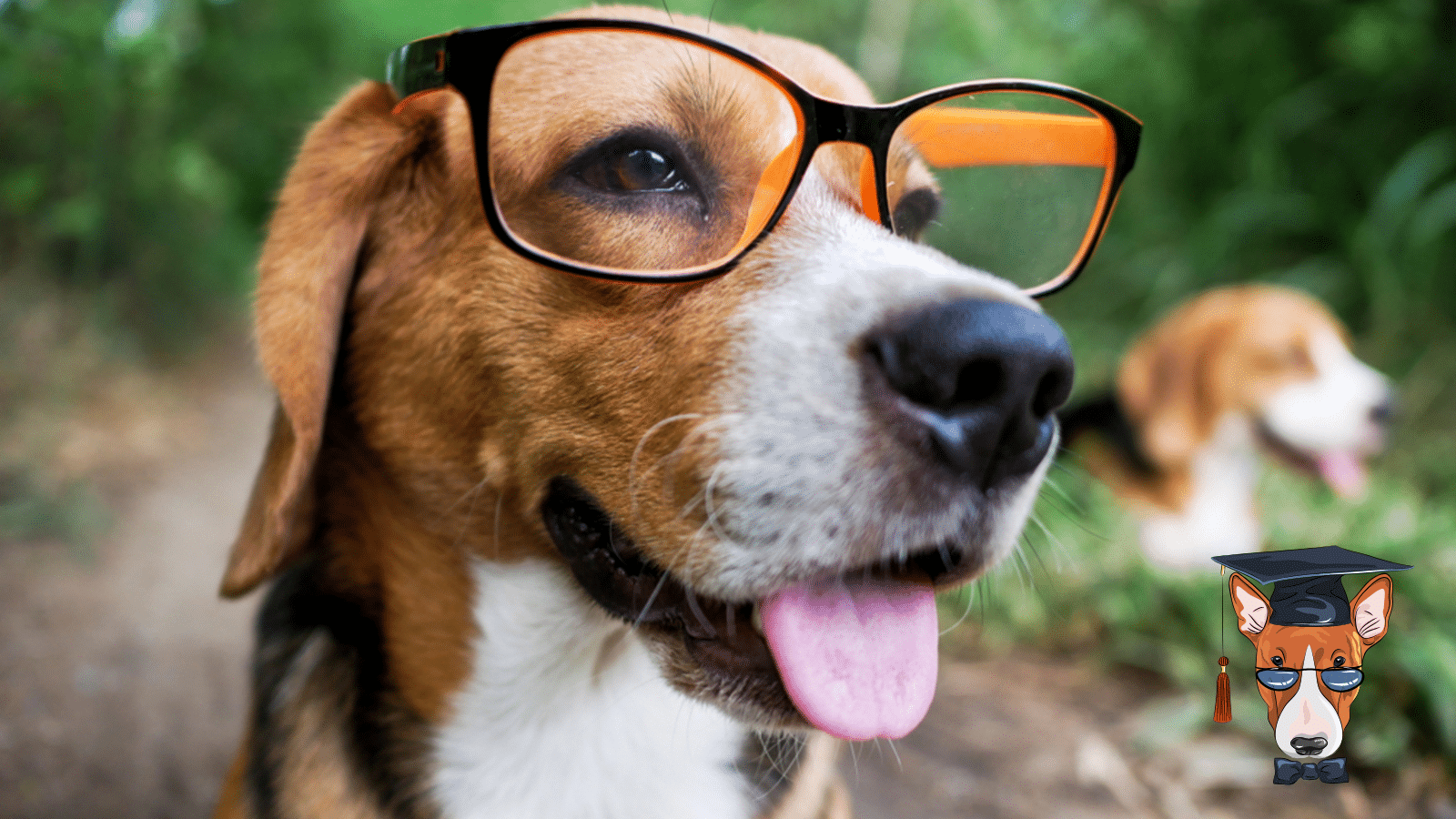 erros comuns ao escolher nome mitológico para cachorro