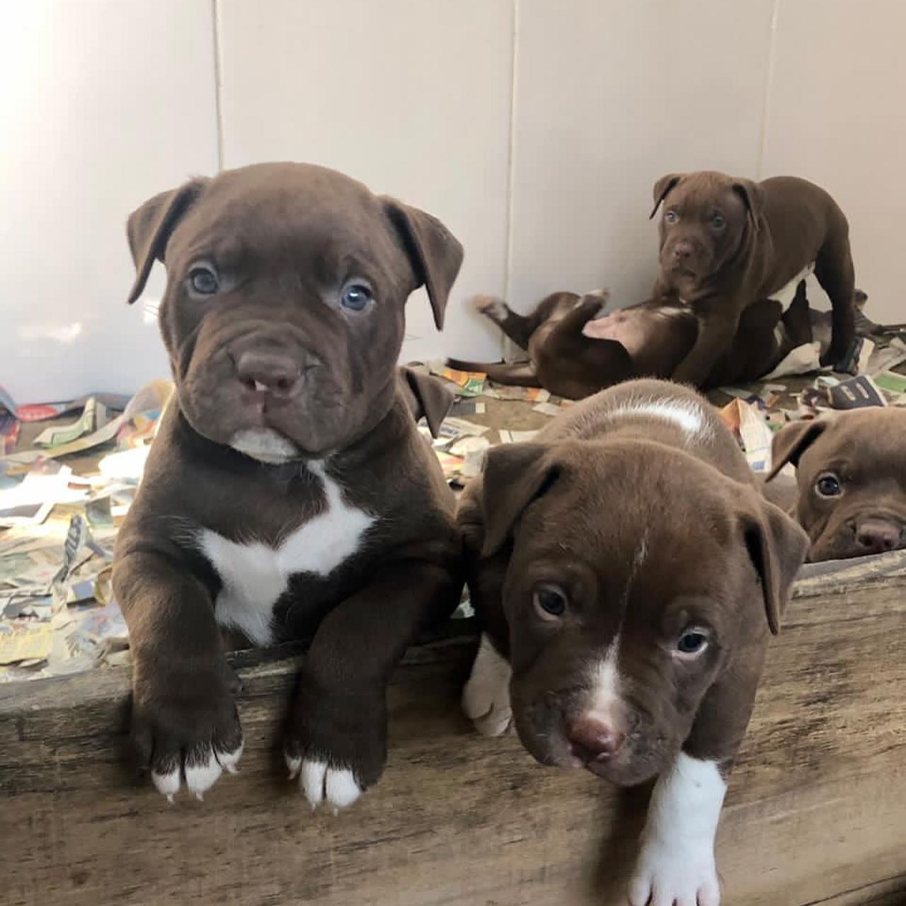 custo para registrar nome mitológico de cachorro