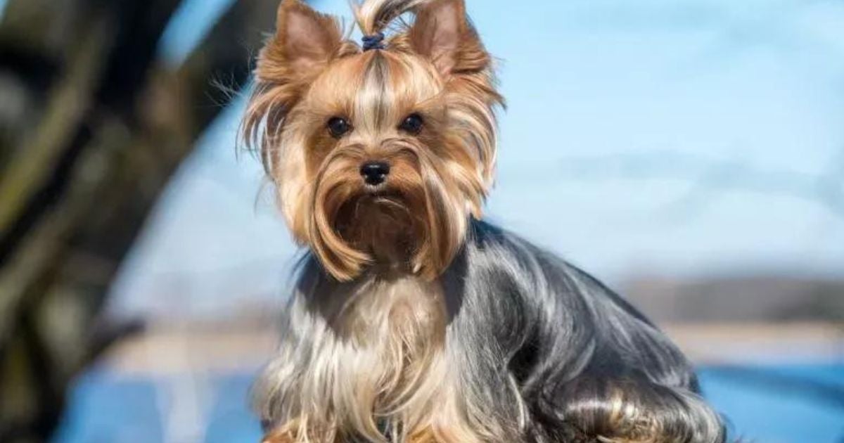 nomes para cachorro inspirados em mitologia