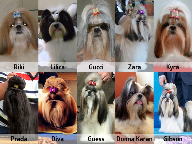 nomes para cachorro shih tzu fêmea