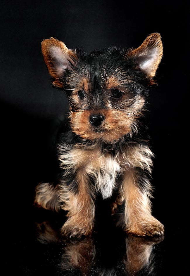 quanto custa registrar nome de cachorro yorkshire