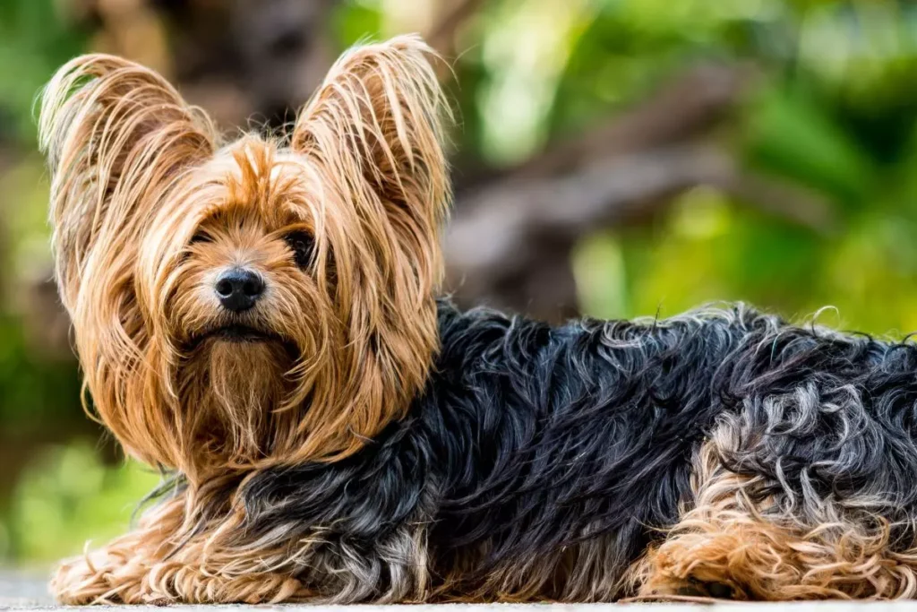 nomes para cachorro yorkshire macho