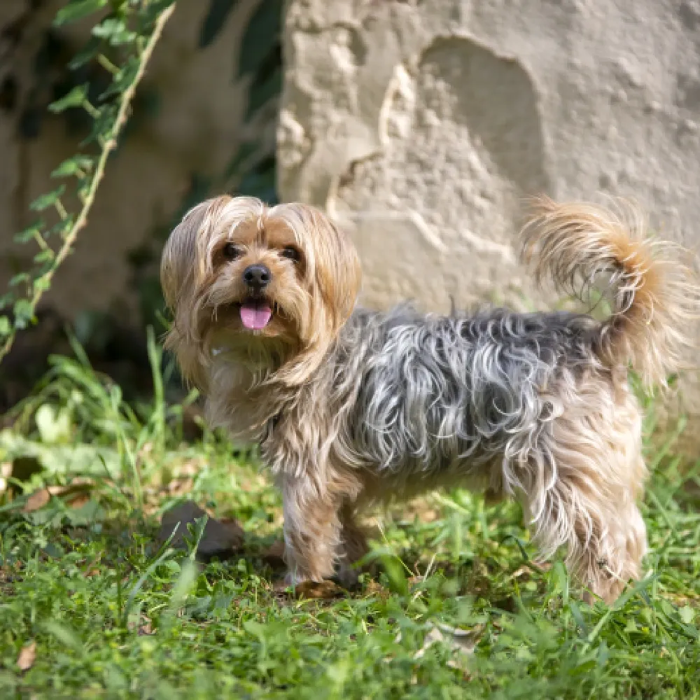 nomes para yorkshire vs nomes para terrier