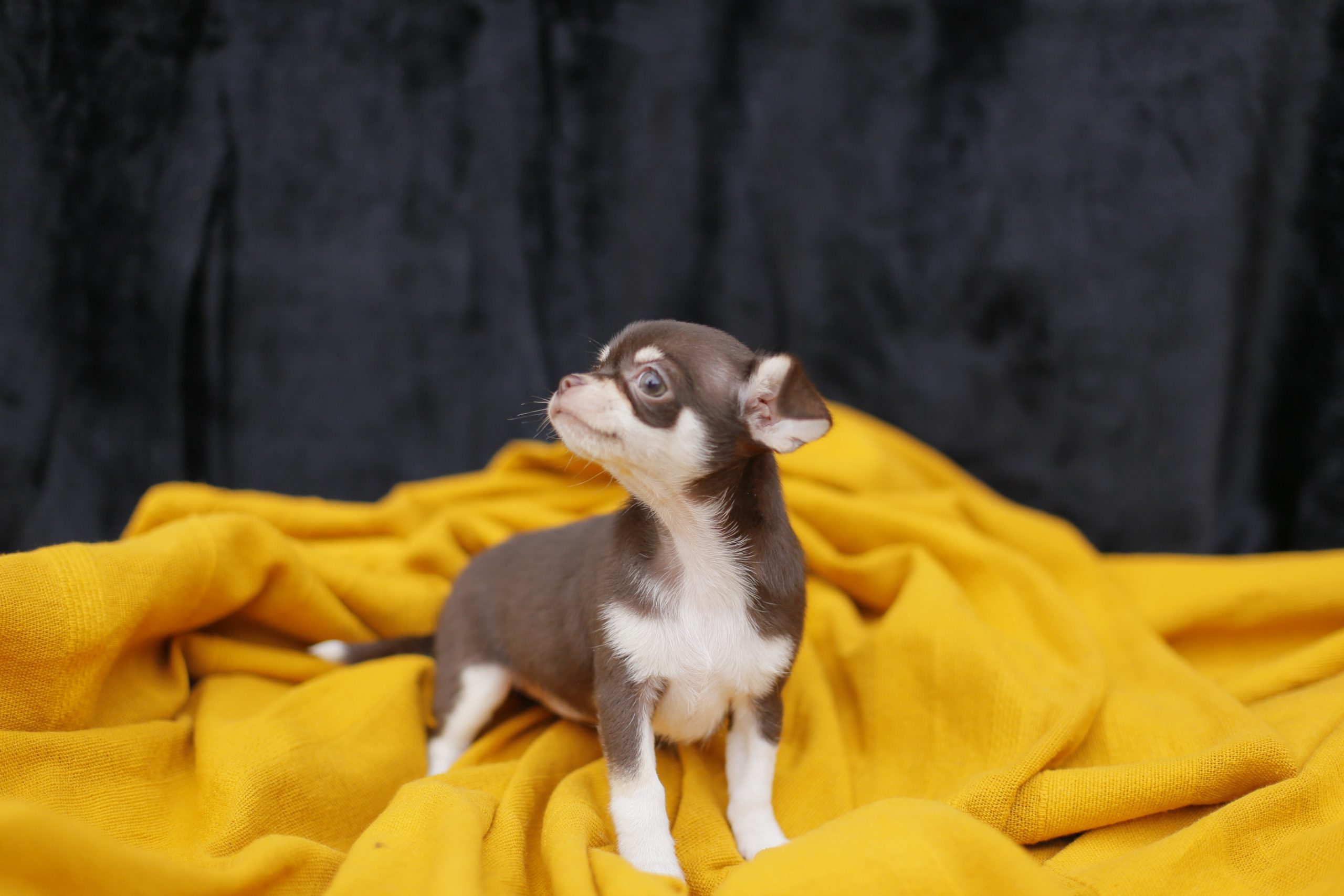 quanto custa registrar nome de cachorro yorkshire