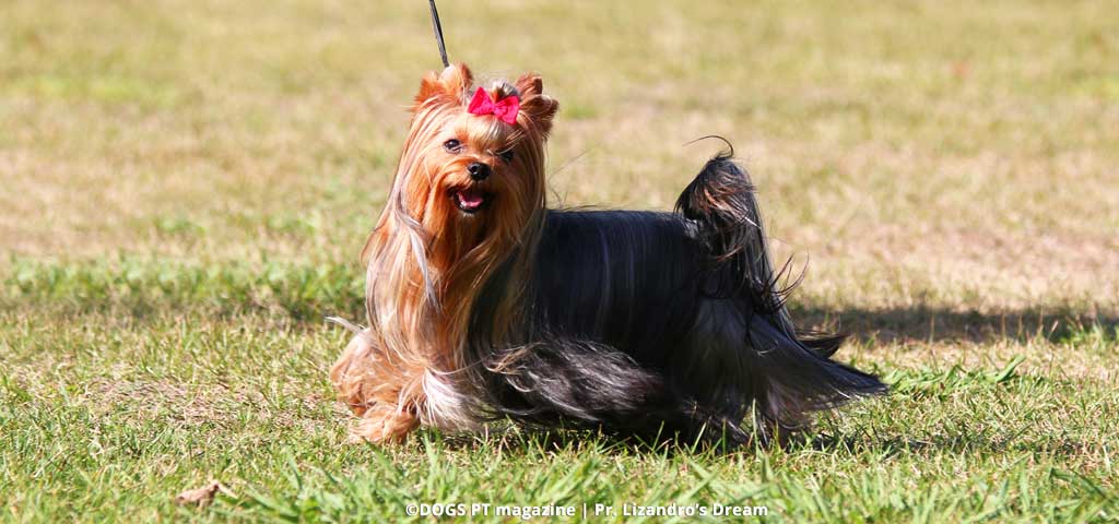 nomes para cachorro yorkshire macho