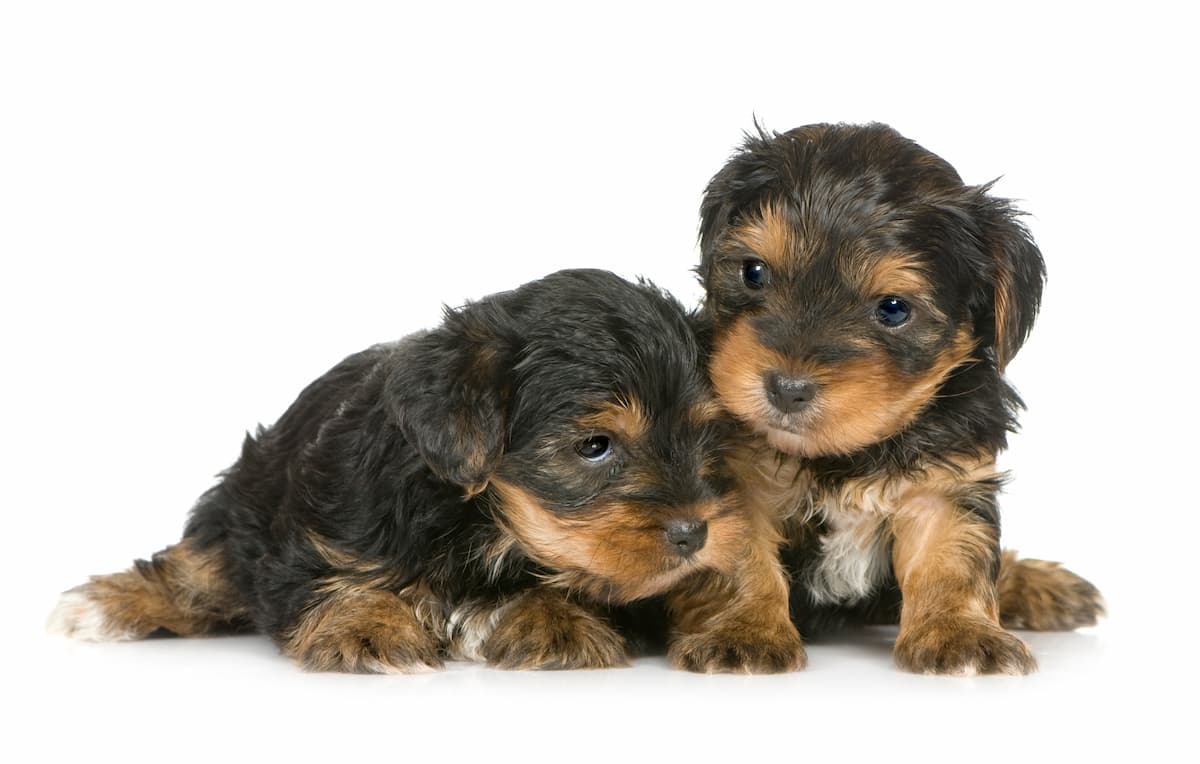 nomes fofos para yorkshire macho