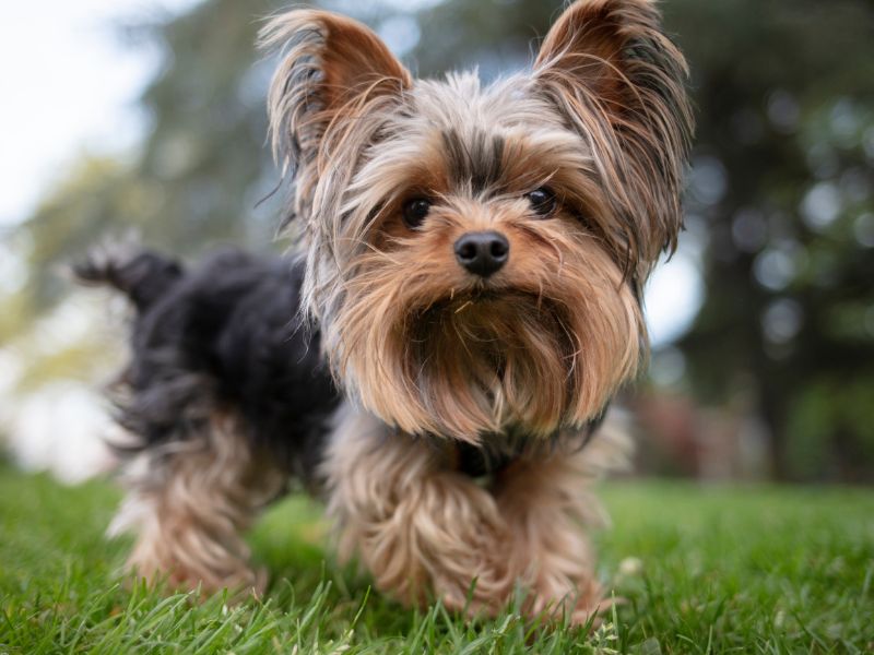 nomes para yorkshire vs nomes para terrier