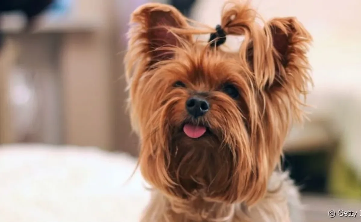 nomes para cachorro yorkshire macho