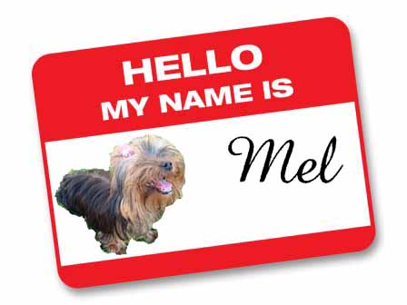 erros comuns ao escolher nome de yorkshire