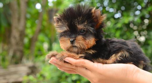 nomes para yorkshire vs nomes para terrier