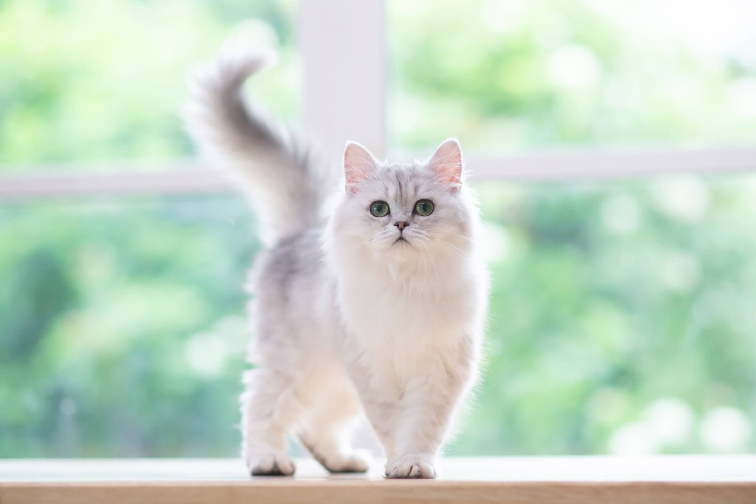 nomes de gatas heroínas