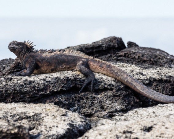 quanto custa registrar nome de lagarto