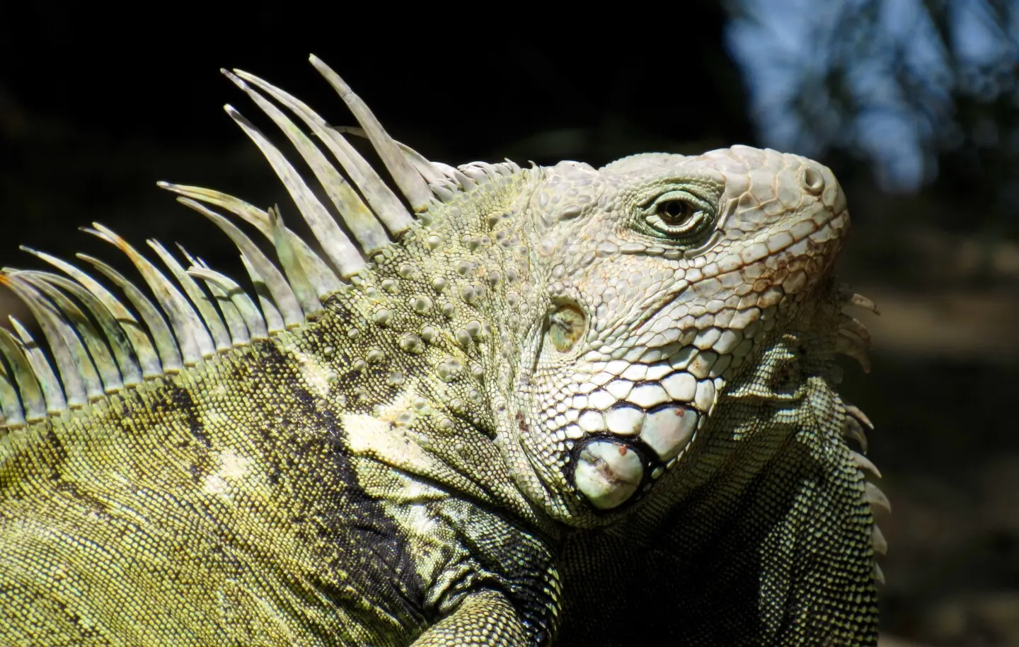 nomes para lagartos com escamas pontudas