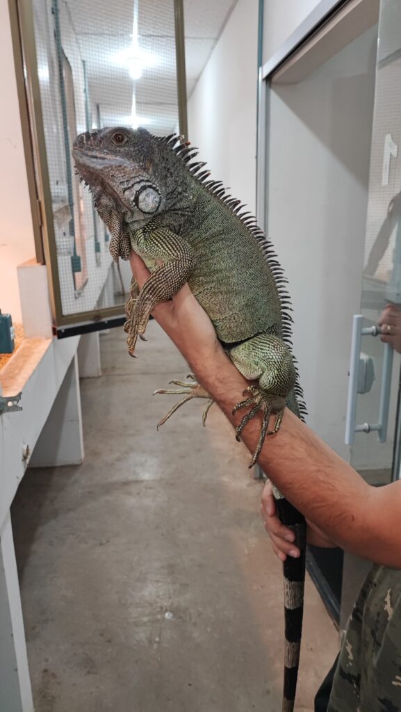 nomes criativos para lagartos verdes