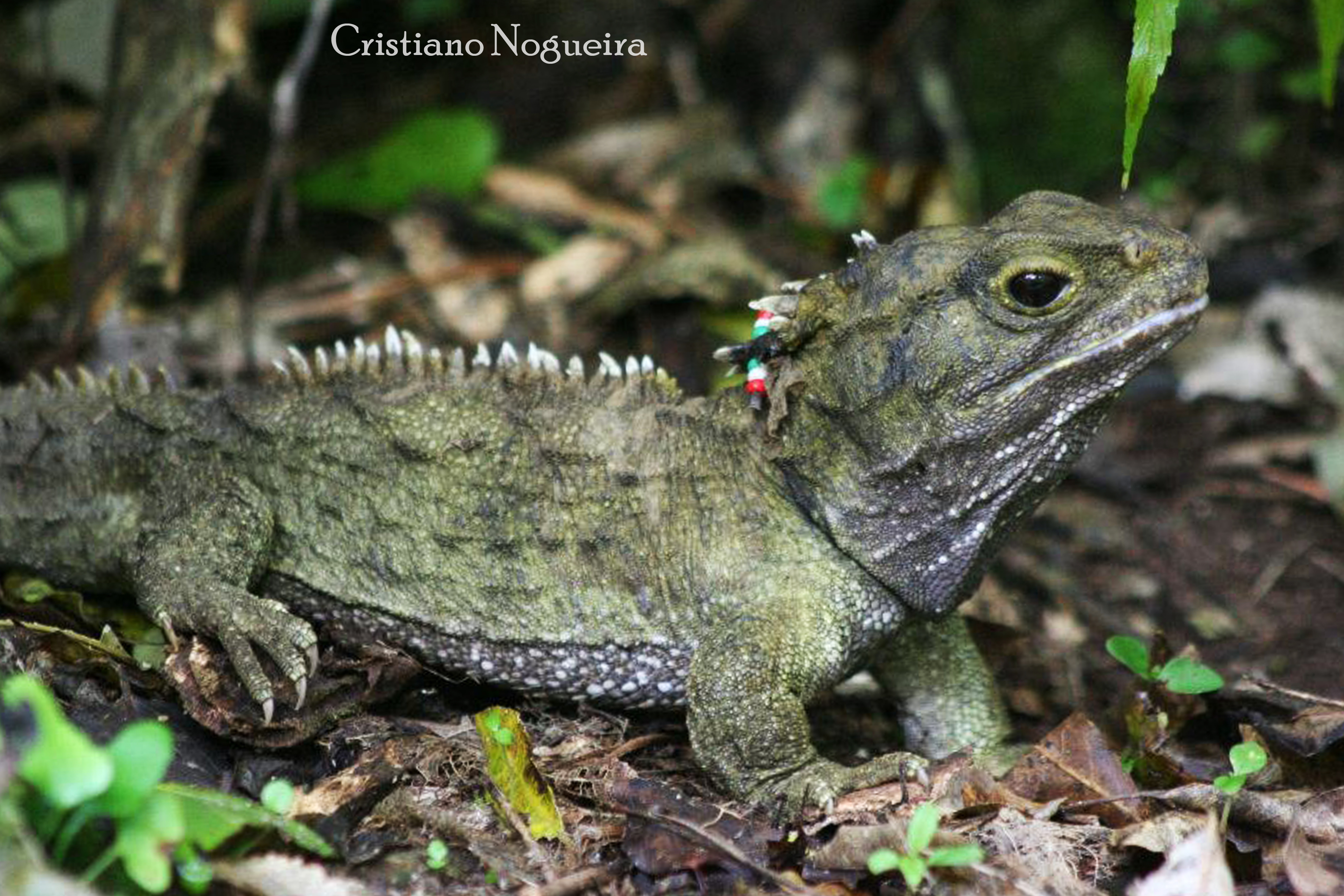 quanto custa registrar nome de lagarto
