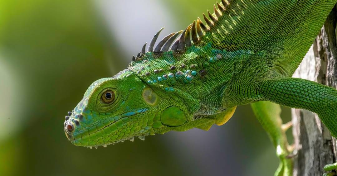 nomes para iguana e lagarto