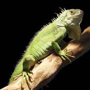 quanto custa registrar nome de lagarto