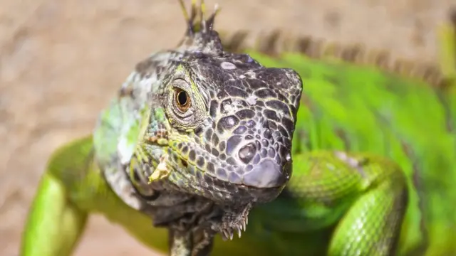 nomes para iguana e lagarto
