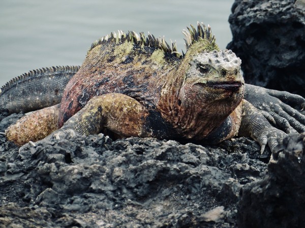 erros comuns ao escolher nome de lagarto