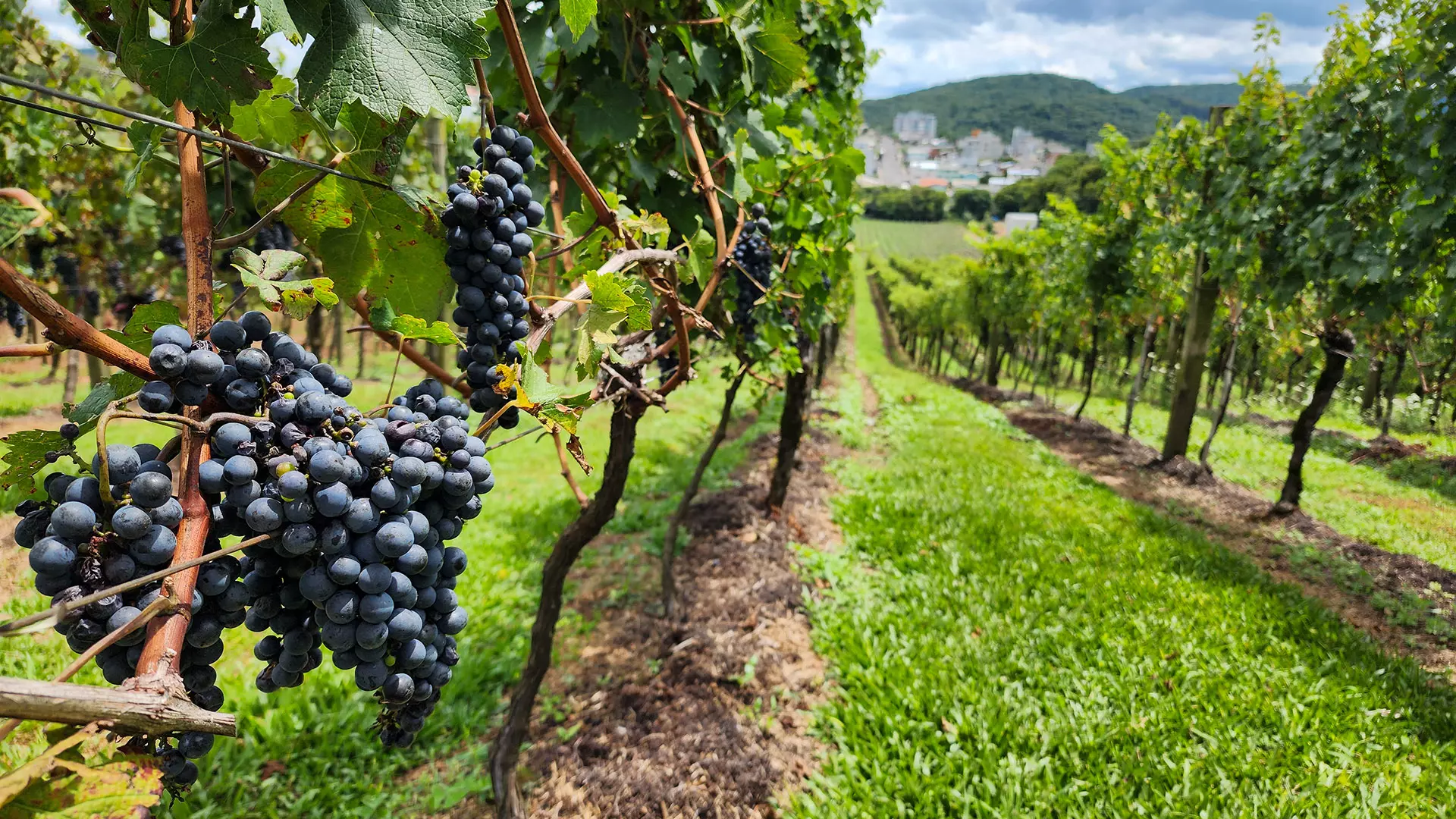 Roteiro Completo de 3 Dias em Bento Gonçalves