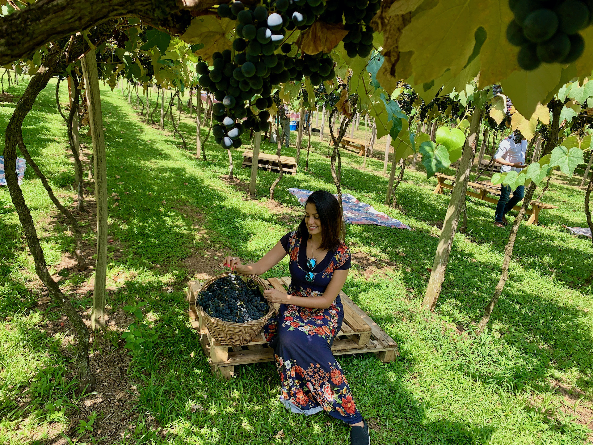 Degustação às Cegas: Como Participar em Vinícolas