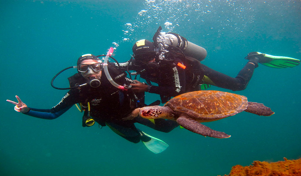Descobrindo a Vida Marinha na Reserva do Arvoredo: Mergulho em Bombinhas