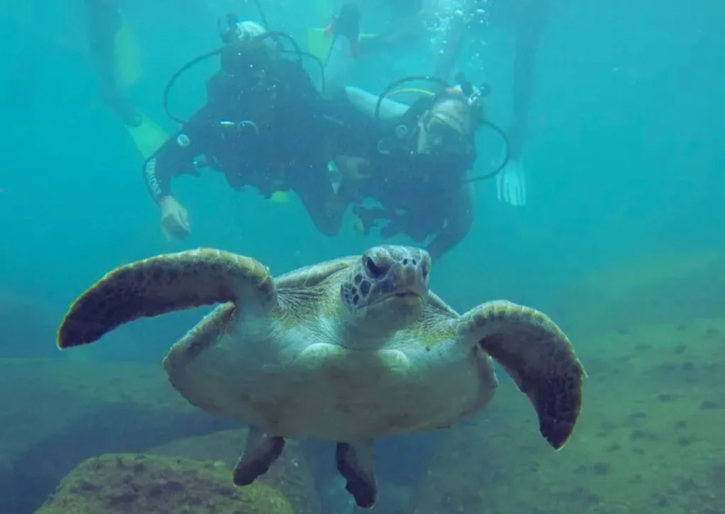 Guia Completo: Mergulho de Batismo em Bombinhas para Iniciantes