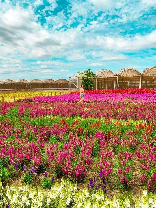 quanto custa visitar Holambra