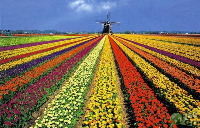 quanto custa visitar Holambra