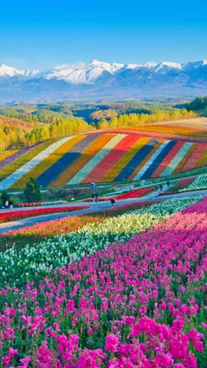 quanto custa visitar Holambra