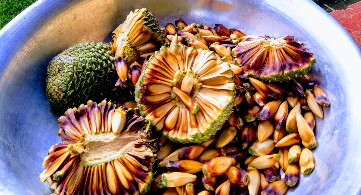 shows festa do pinhão em Lages