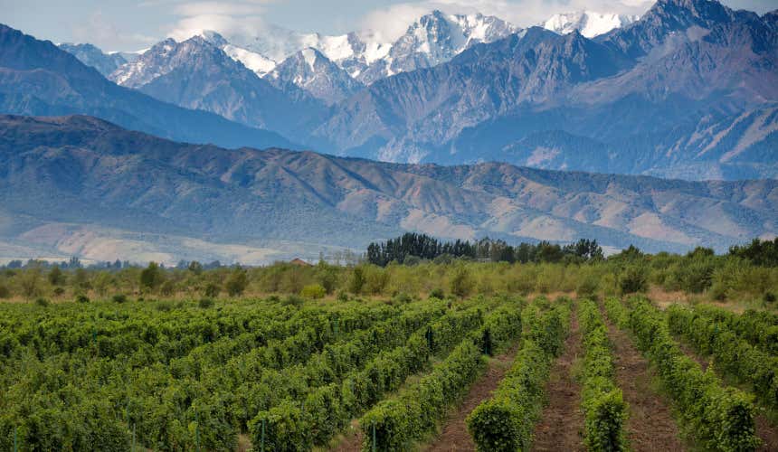 o que fazer em mendoza argentina vinícolas