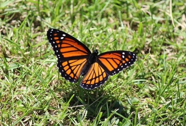 o que significa borboleta amarela