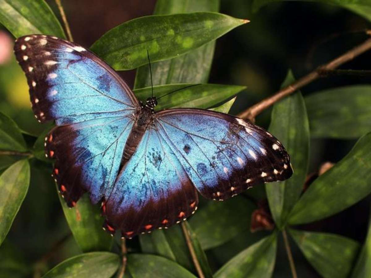 o que significa borboleta azul