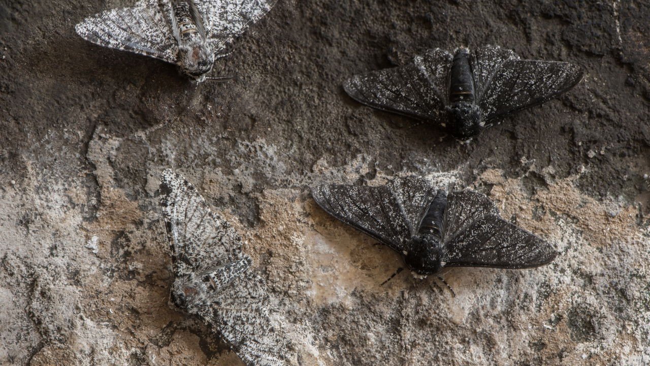 o que significa borboleta azul