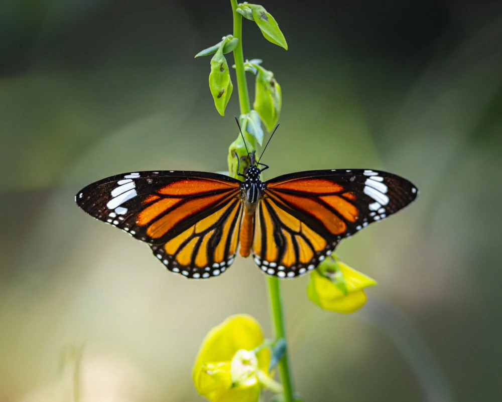 o que significa borboleta preta