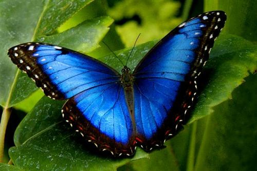 significado espiritual da borboleta
