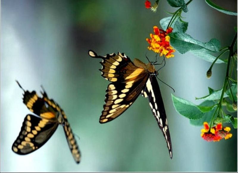 borboleta como símbolo de transformação