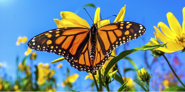 o que significa sonhar com borboleta