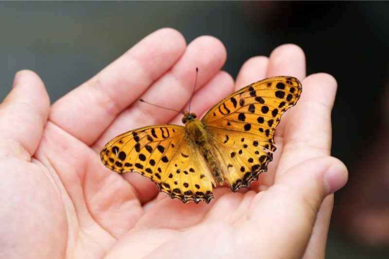 o que significa borboleta preta