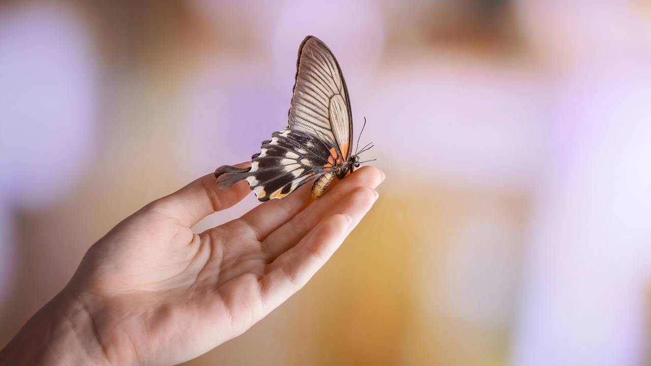 o que significa borboleta preta