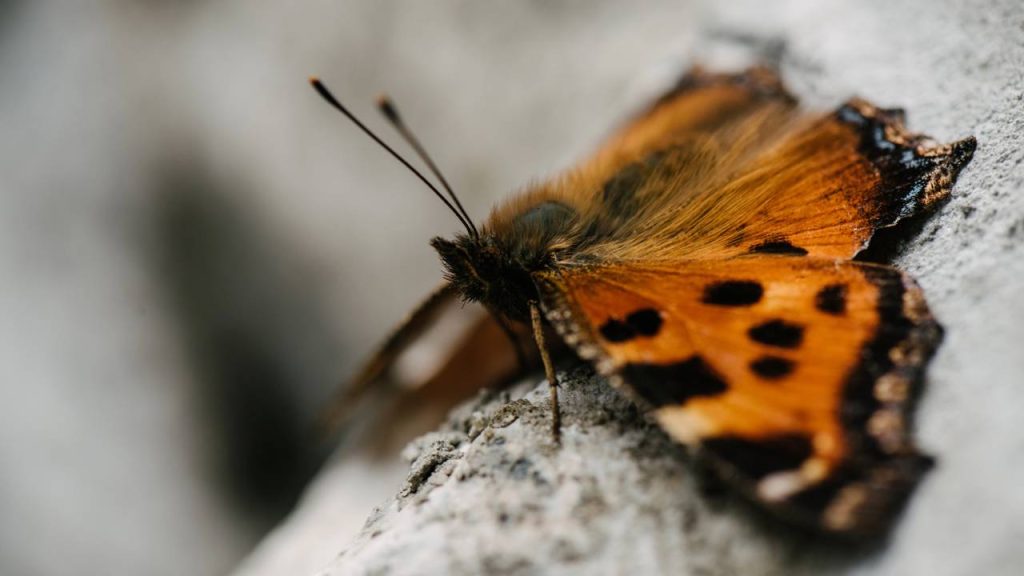 significado espiritual da borboleta