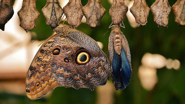 borboleta como símbolo de transformação