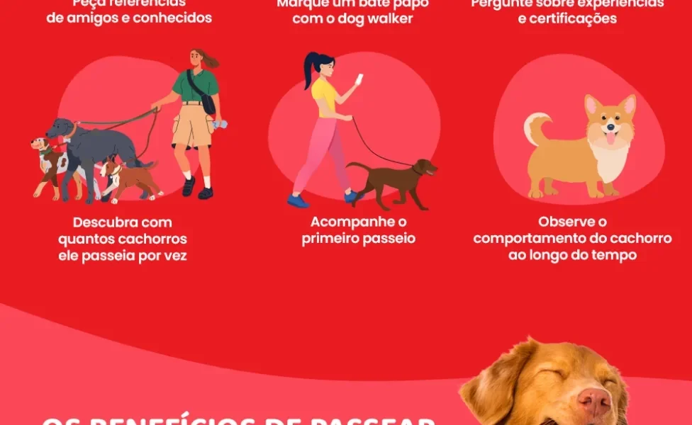 Como calcular o preço justo para passear com cães?