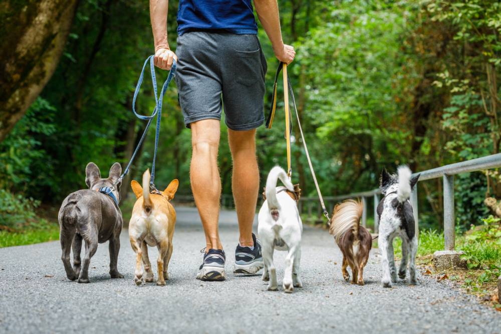 Dog Walker: Guia completo de preços e serviços