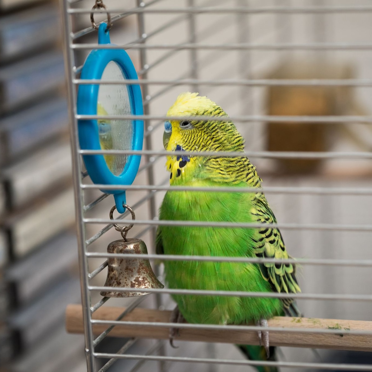 periquito brigando com o espelho