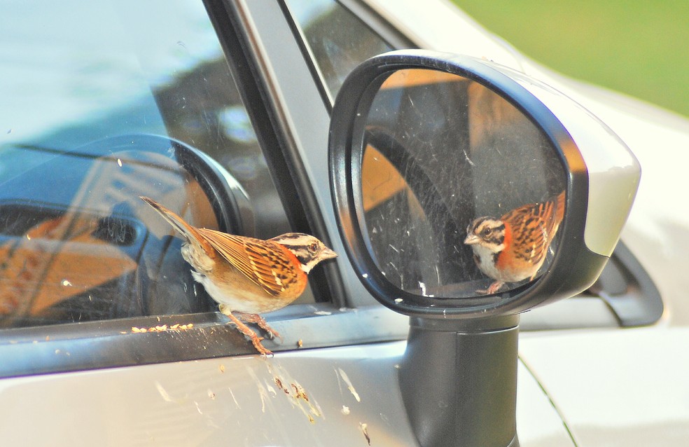 5 ideias de títulos:
1. Periquito vs. Espelho: Entenda o Conflito e Salve Seu Pássaro!
2. O Perigo Oculto dos Espelhos na Gaiola do Seu Periquito
3. Como Resolver a Agressividade do Periquito com o Próprio Reflexo
4. Periquito Estressado? Descubra se o Espelho é o Vilão
5. Alternativas Seguras ao Espelho para um Periquito Feliz e Saudável