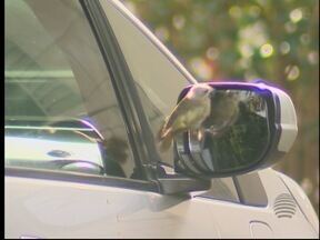 5 ideias de títulos:
1. Periquito vs. Espelho: Entenda o Conflito e Salve Seu Pássaro!
2. O Perigo Oculto dos Espelhos na Gaiola do Seu Periquito
3. Como Resolver a Agressividade do Periquito com o Próprio Reflexo
4. Periquito Estressado? Descubra se o Espelho é o Vilão
5. Alternativas Seguras ao Espelho para um Periquito Feliz e Saudável