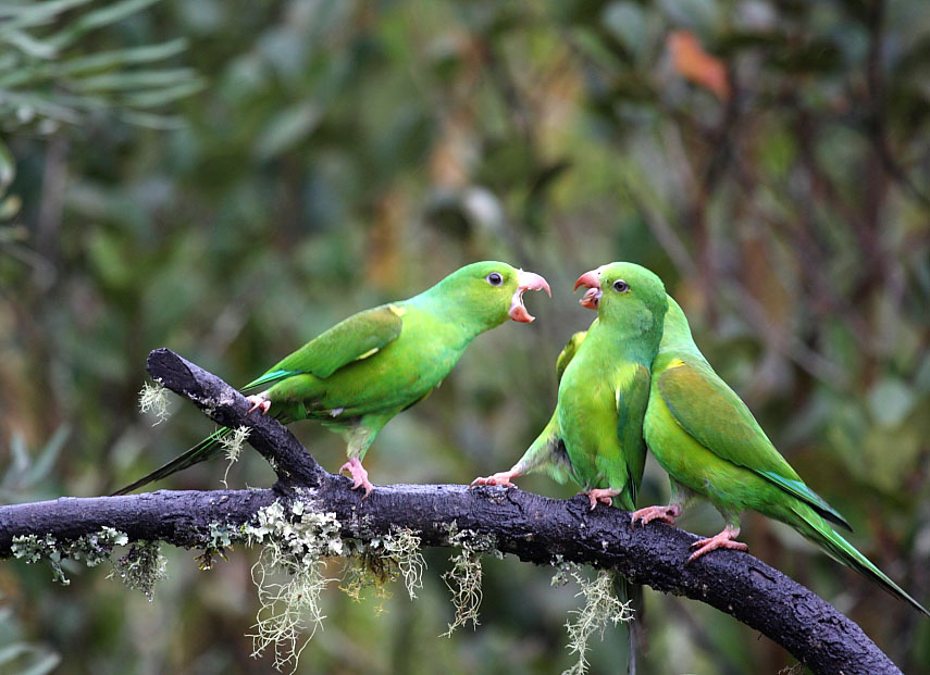 periquito brigando com o espelho